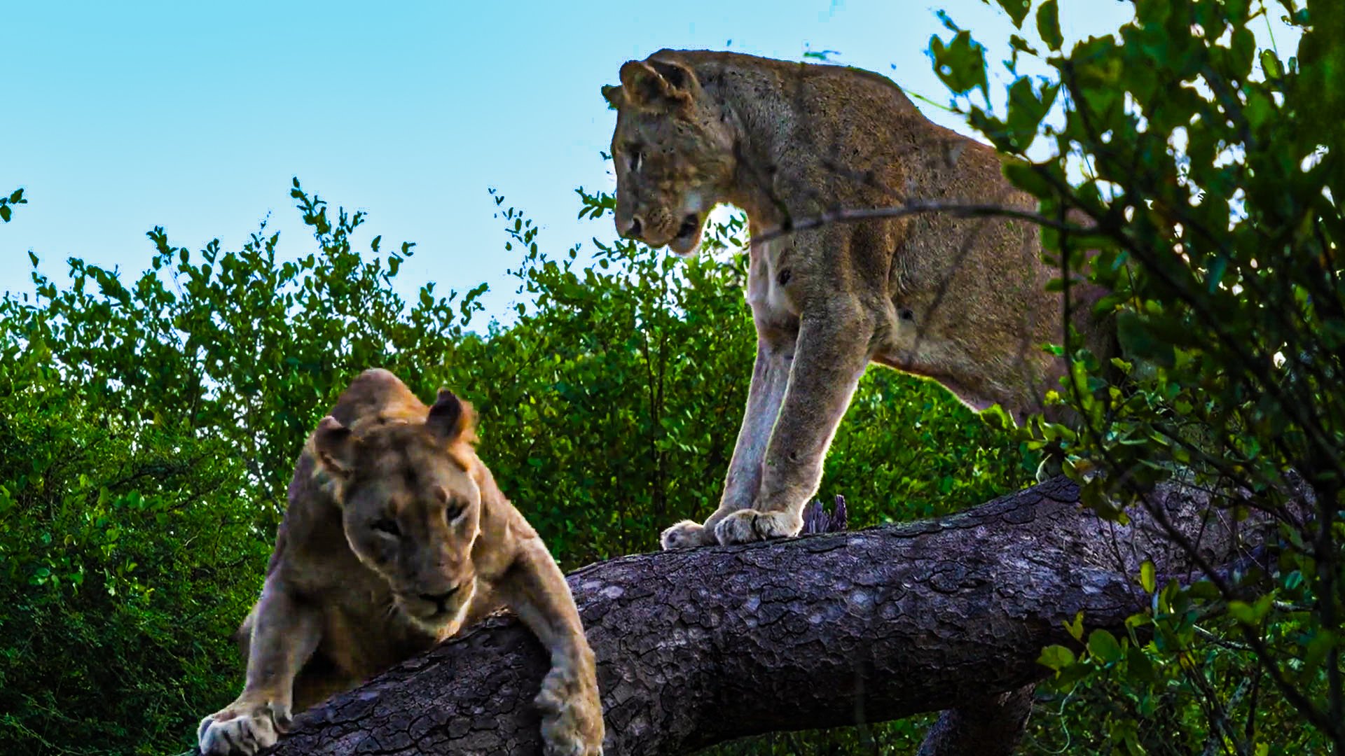 Clumsy Lion Tumbles From Tree Branch 