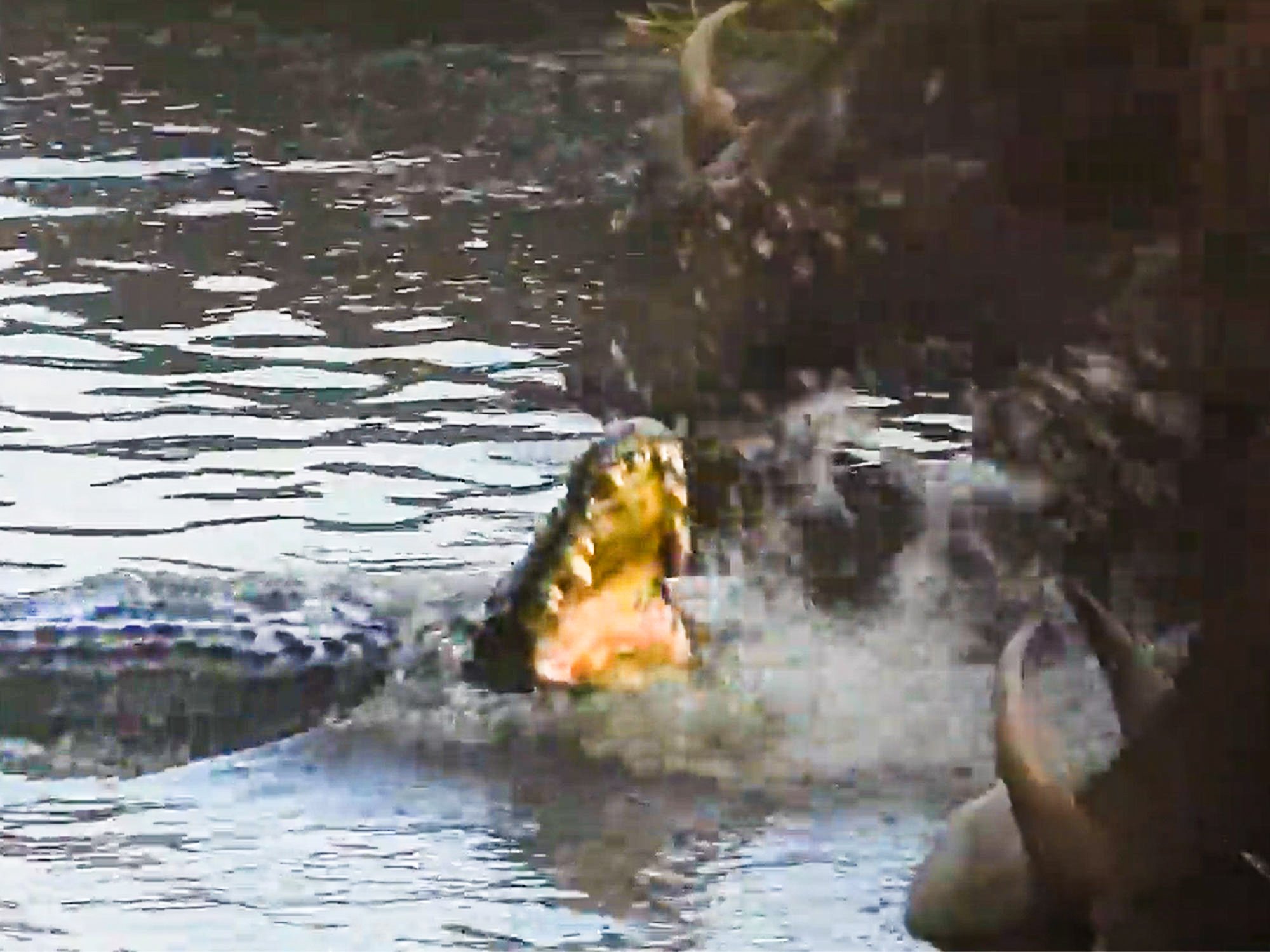 Crocodile Attempts To Take Down Buffalo