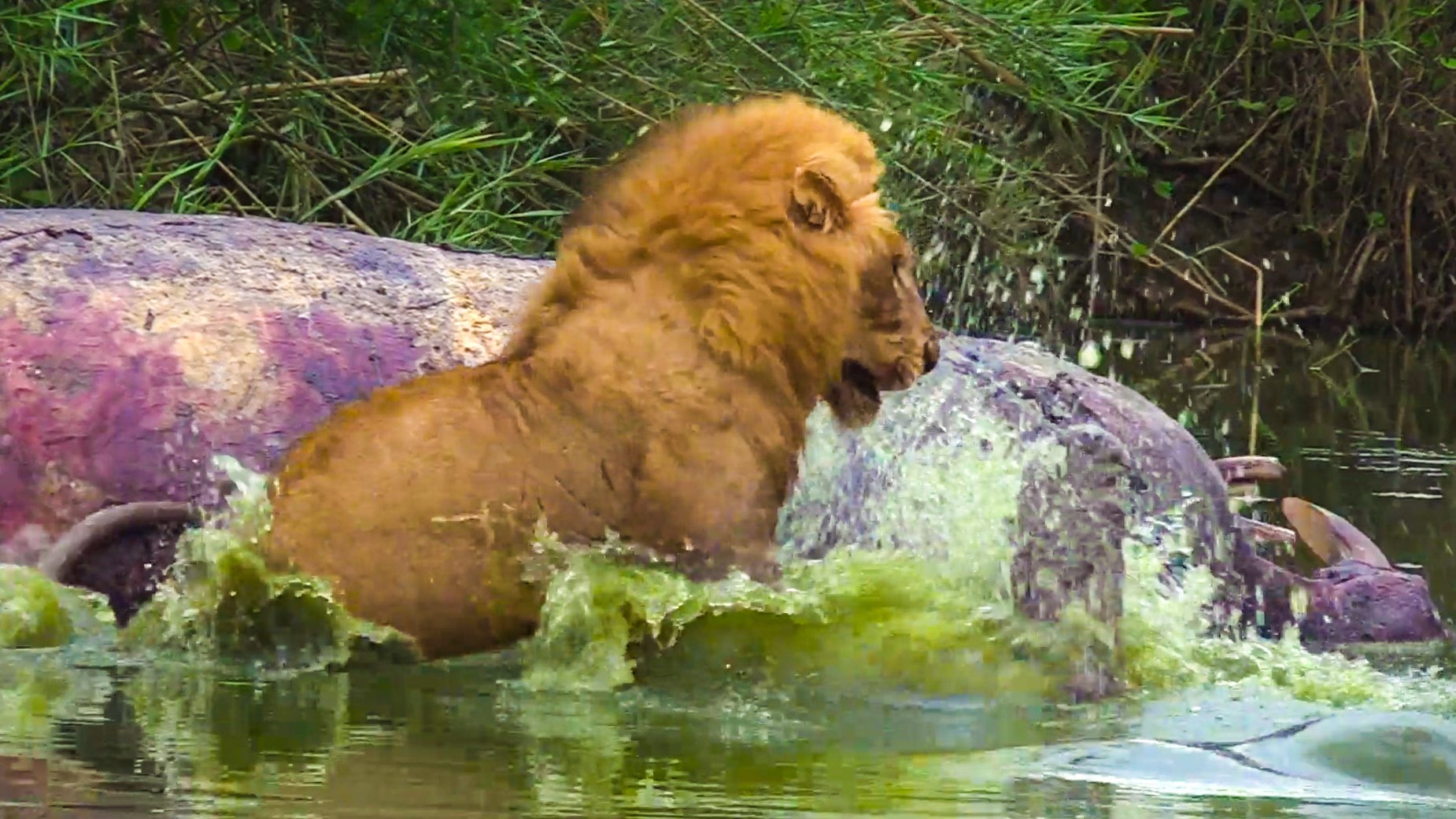 Crocodile Strikes Lion in Savage Food Fight