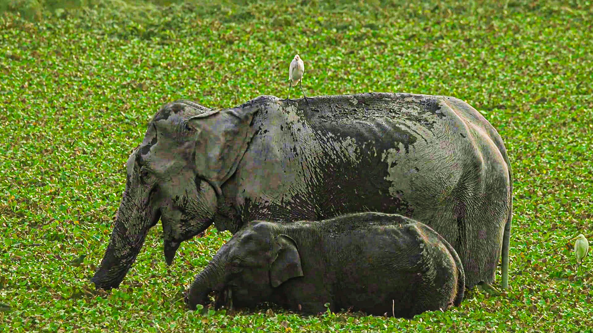 Cutest Baby Elephant Plays While Mom Eats Lunch