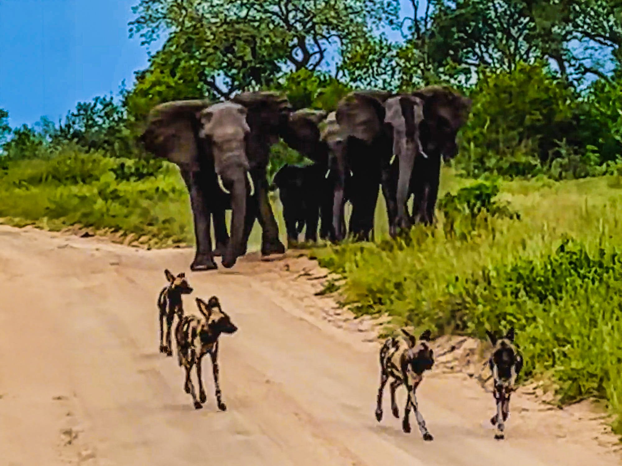 Gentle Giants Guide Dog Pack Along Safari Route