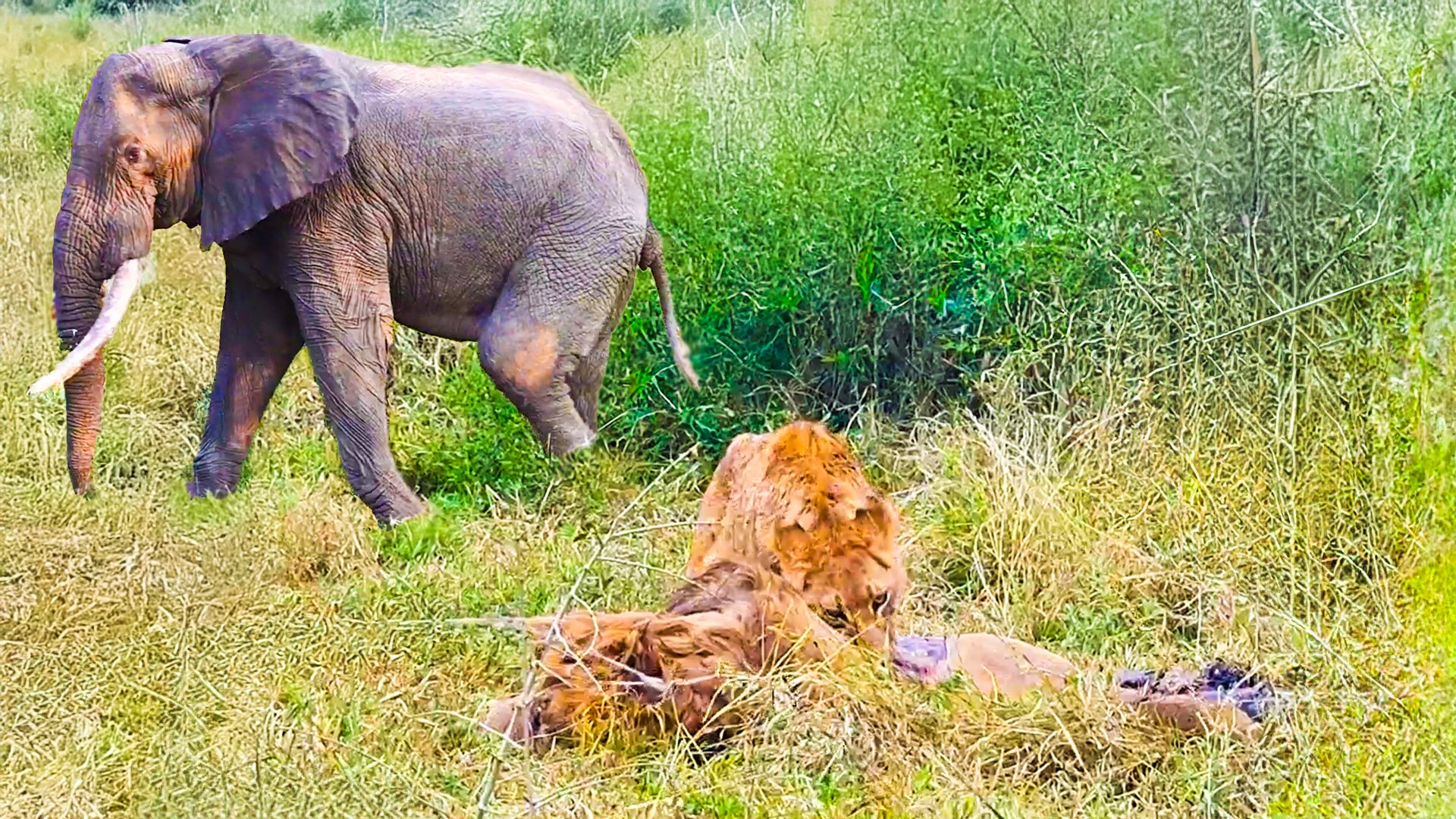 Elephant Finds Dead Lion, Cub Turns Cannibal