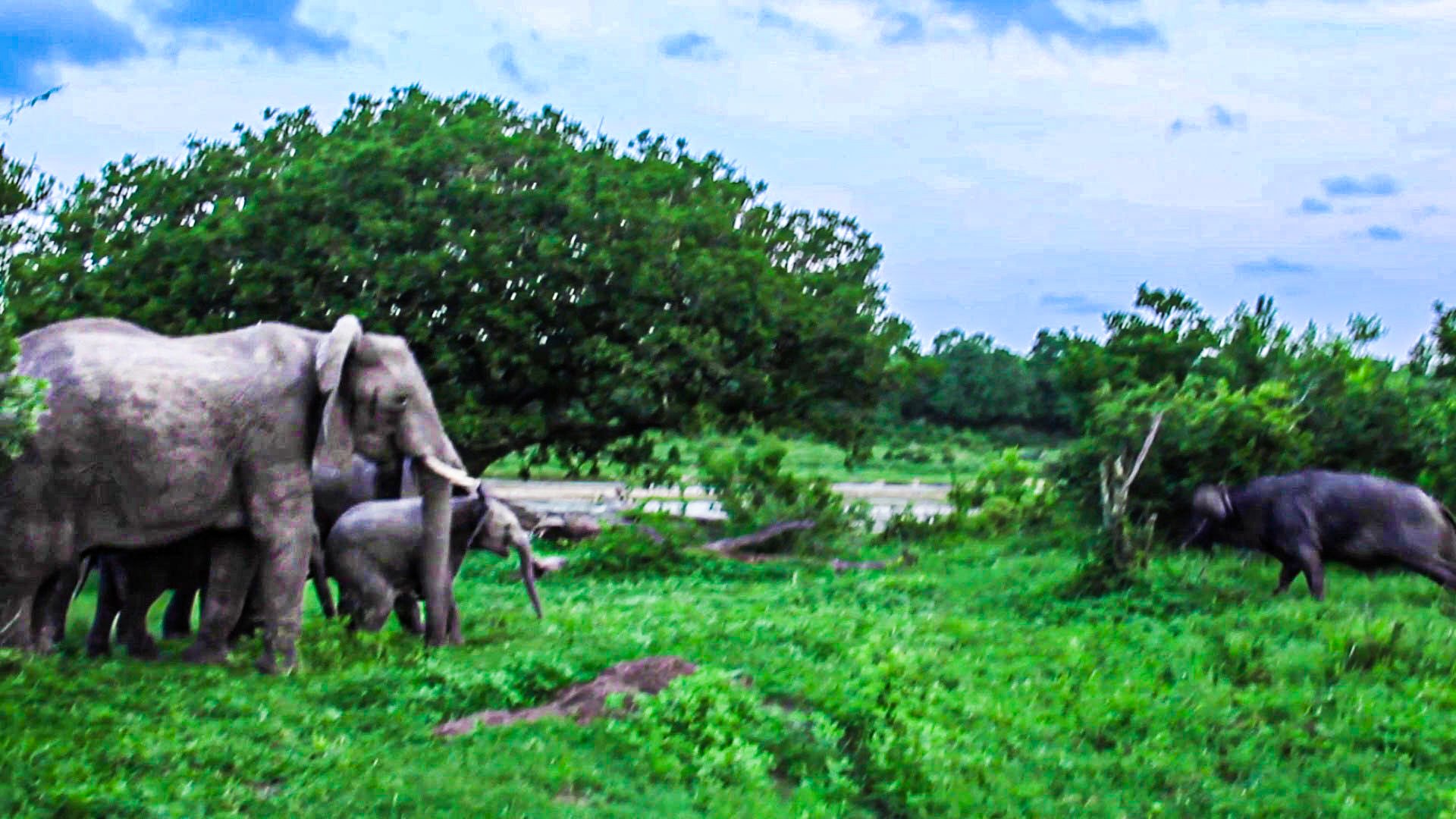 Elephant Herd Forms Circle To Protect Calf