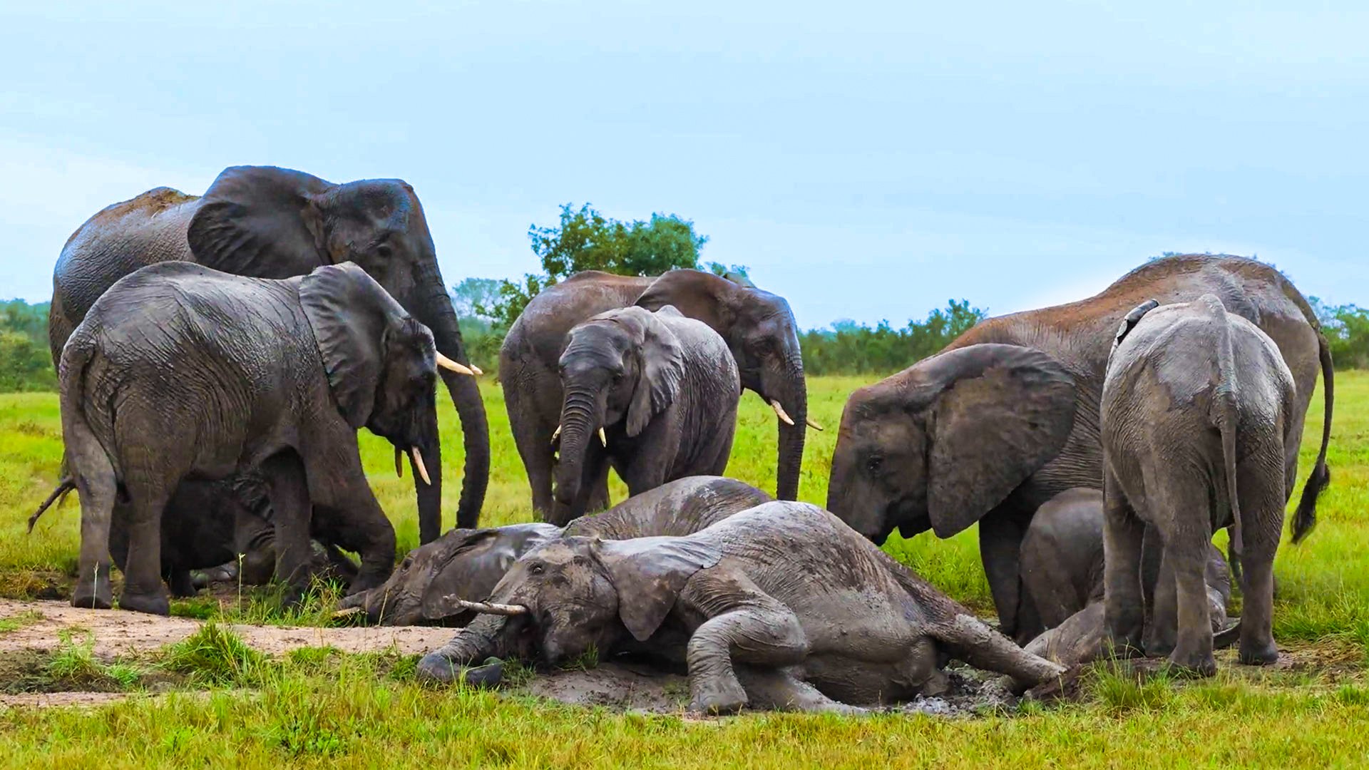 Elephant Herds Unite For Epic Rainy Mud-Bath