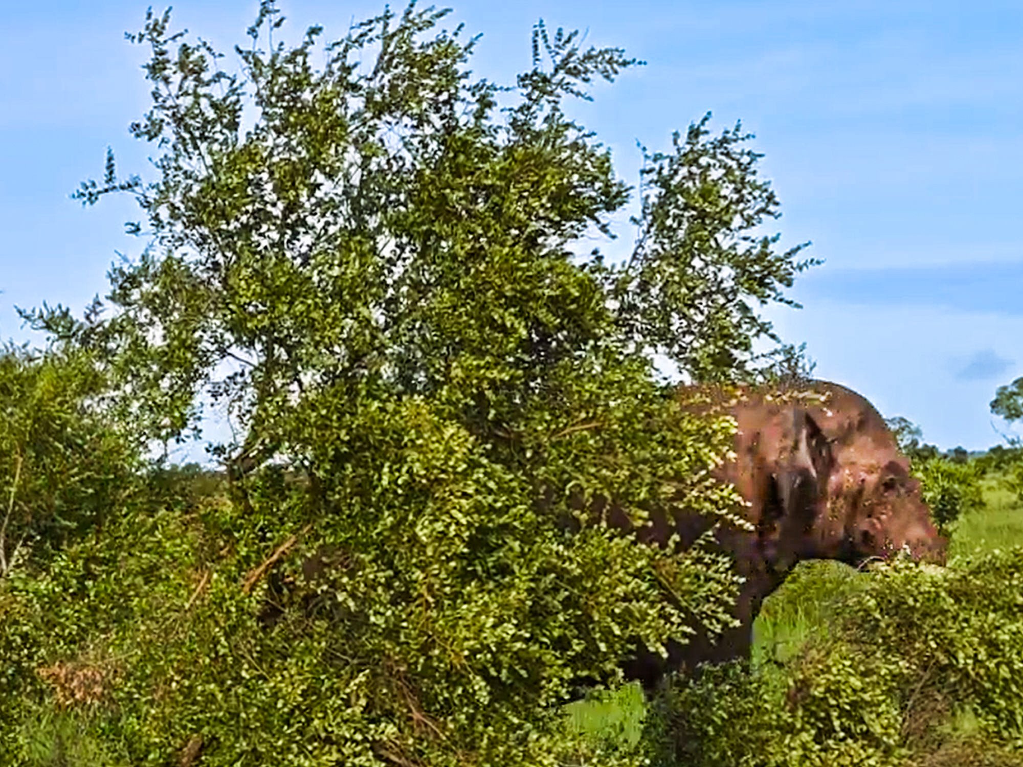 Elephant Hides Behind Tree From Tourists