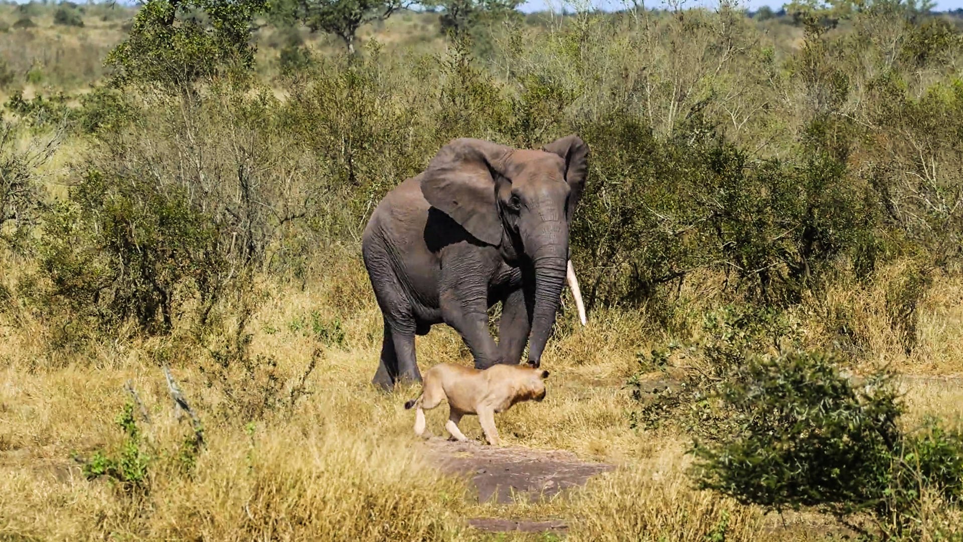 Elephant Politely Nudges Lions Off Path 