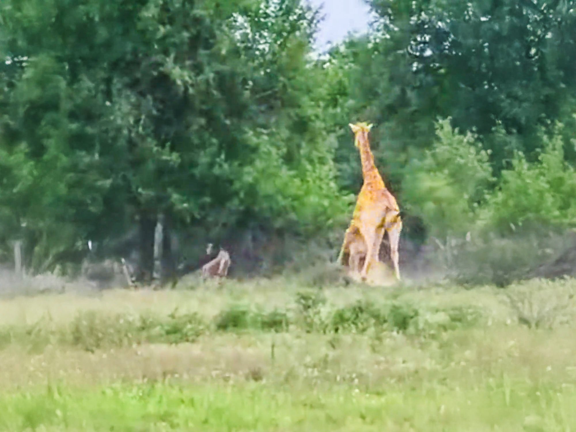 Giraffe Tramples Baby, Lions Seize Opportunity