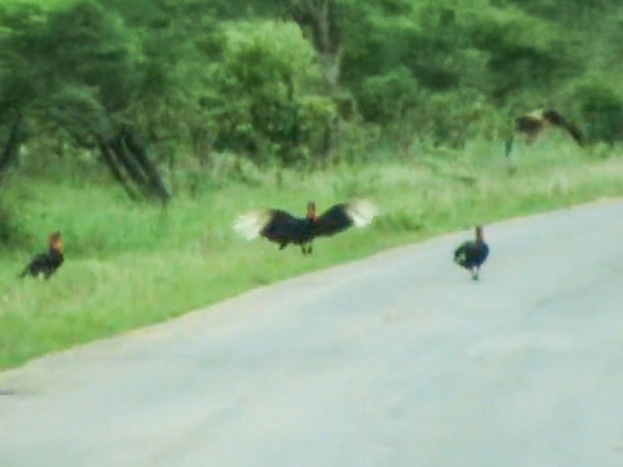 Ground Hornbills Lose Rabbit To Swooping Eagle