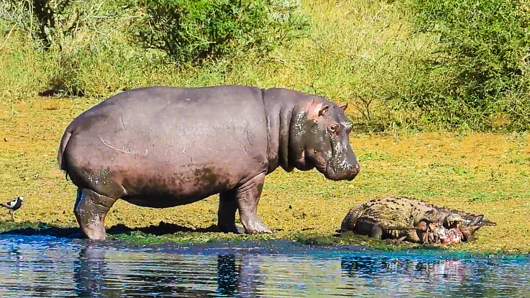 Hippo Bites Crocodile Feeding on Impala