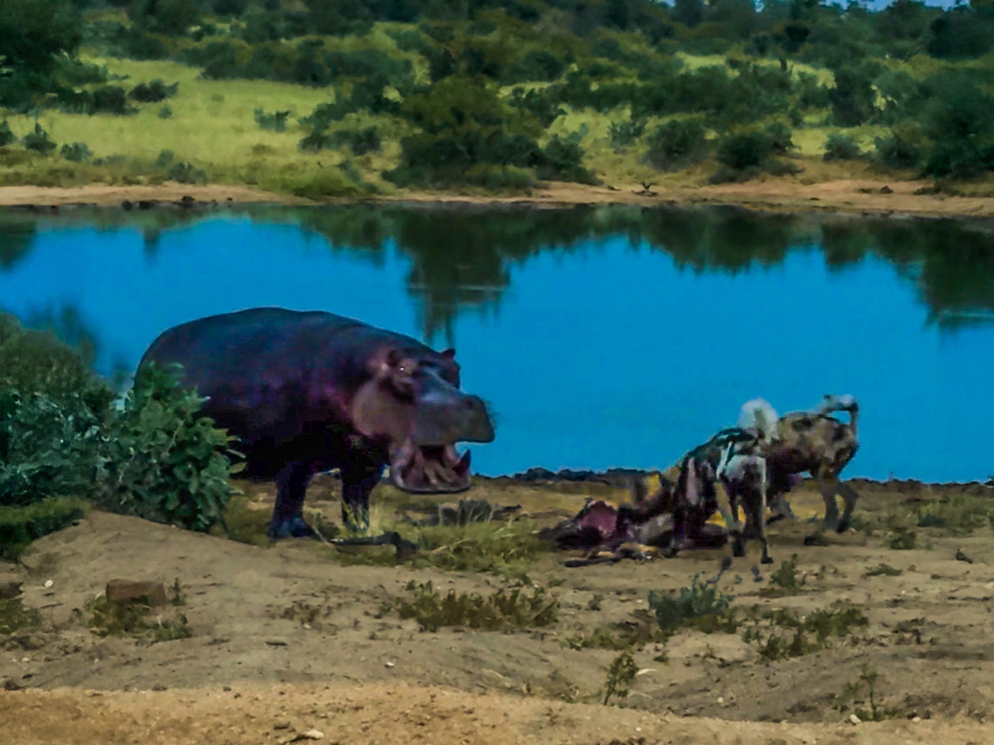 Hippo Crashes Wild Dogs’ Impala Feast