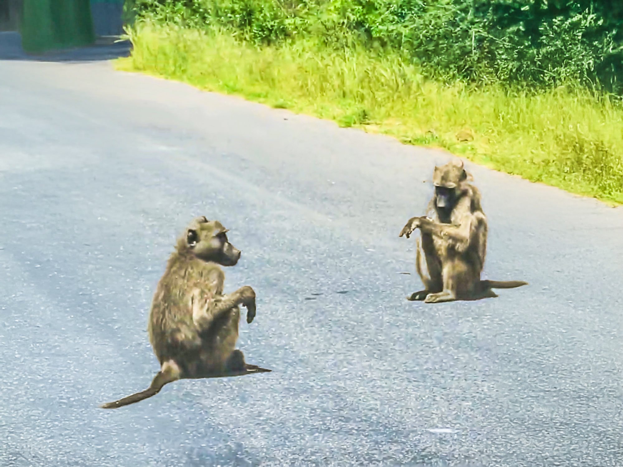 Feathered Friends Turn Foes In Heated Dispute