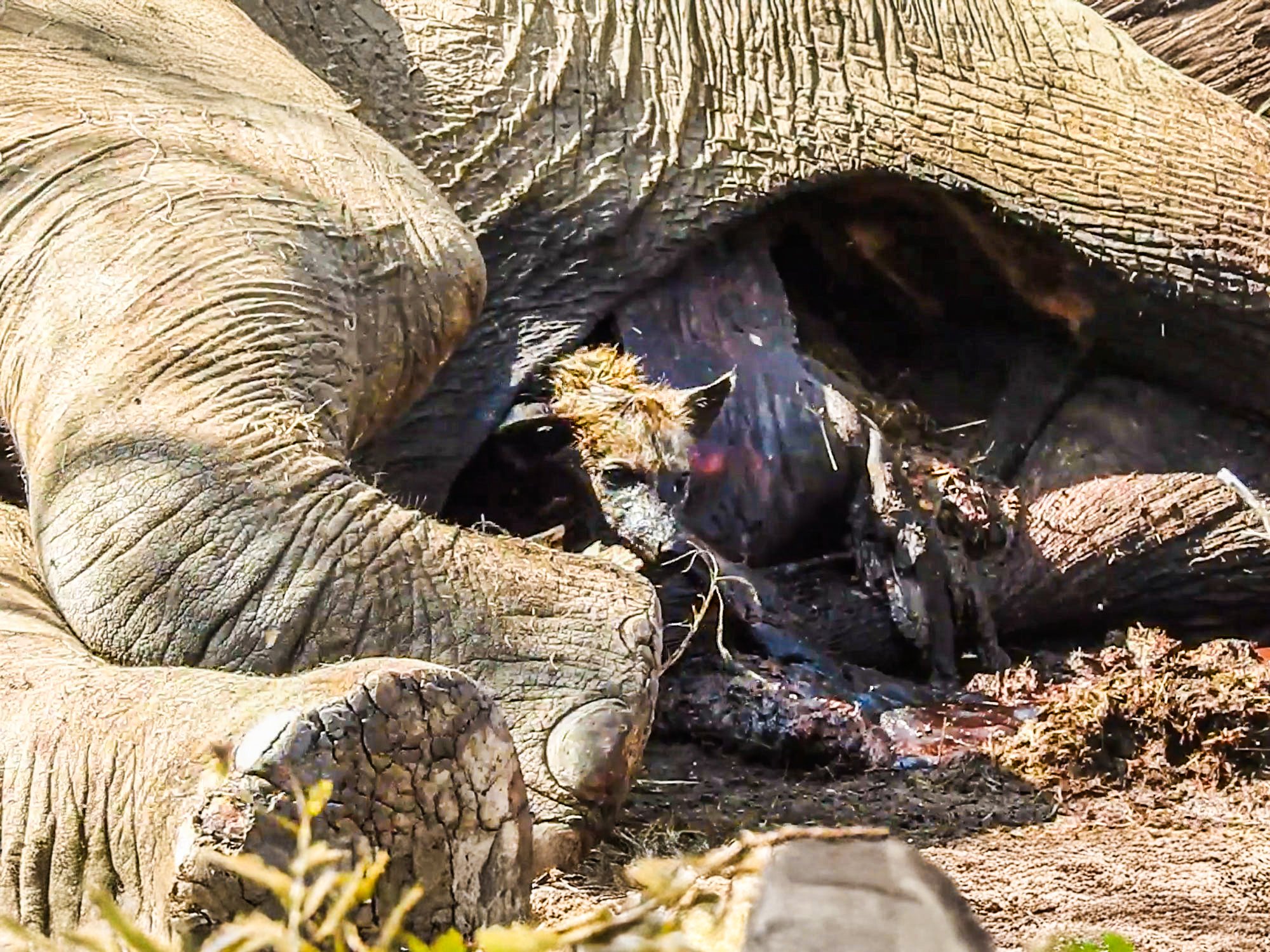 Hyena Hides Inside Carcass From Prowling Lion