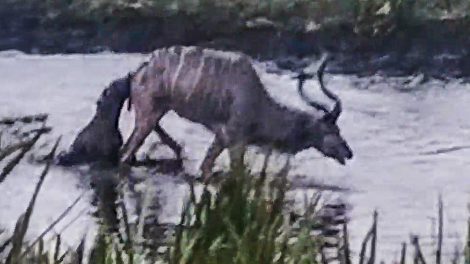 Hyena Takes Down Huge Kudu All Alone