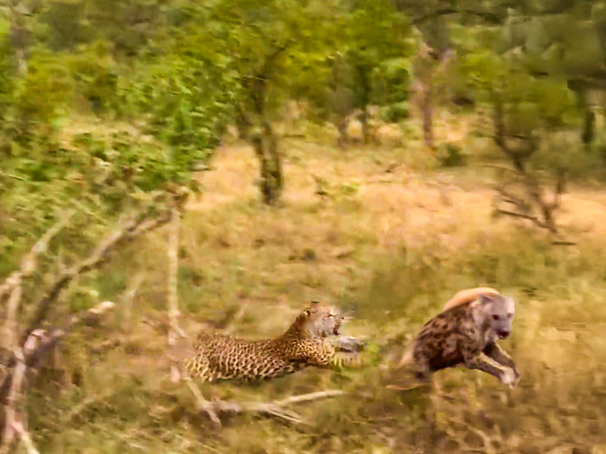 Leopard Mother Shields Cubs From Hungry Hyena