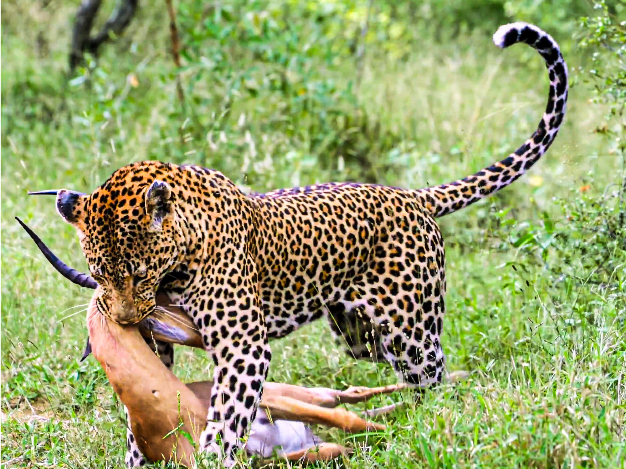 Leopard Successfully Hunts Nervous Impala