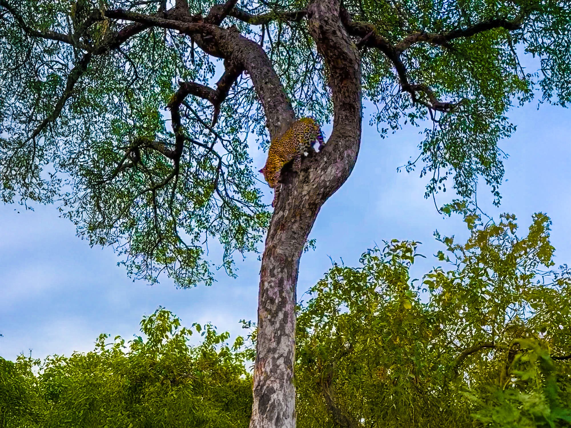 Leopardess Takes A Leap Of Faith