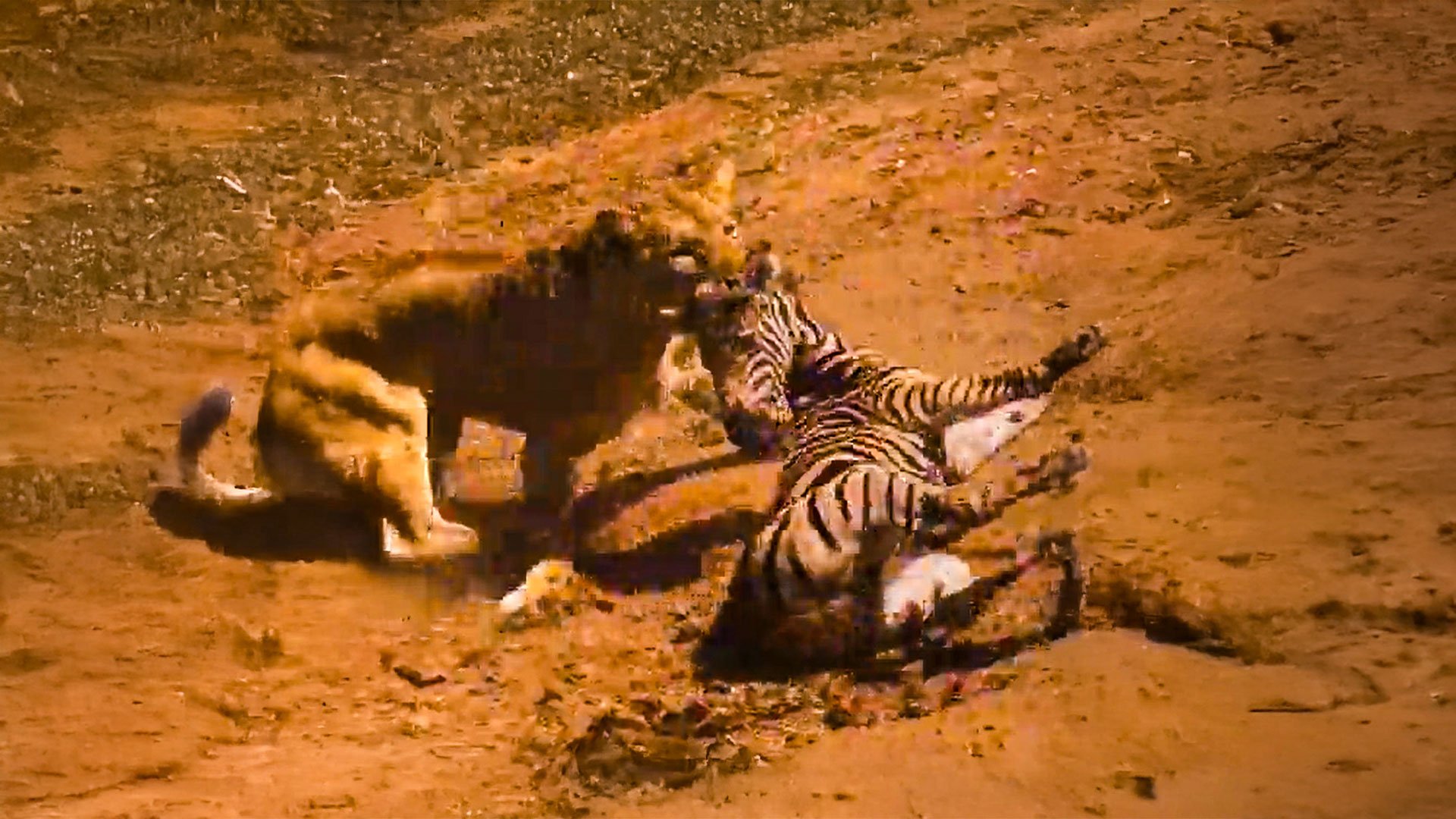 Lion Attacks Zebra Right In Front Of Car