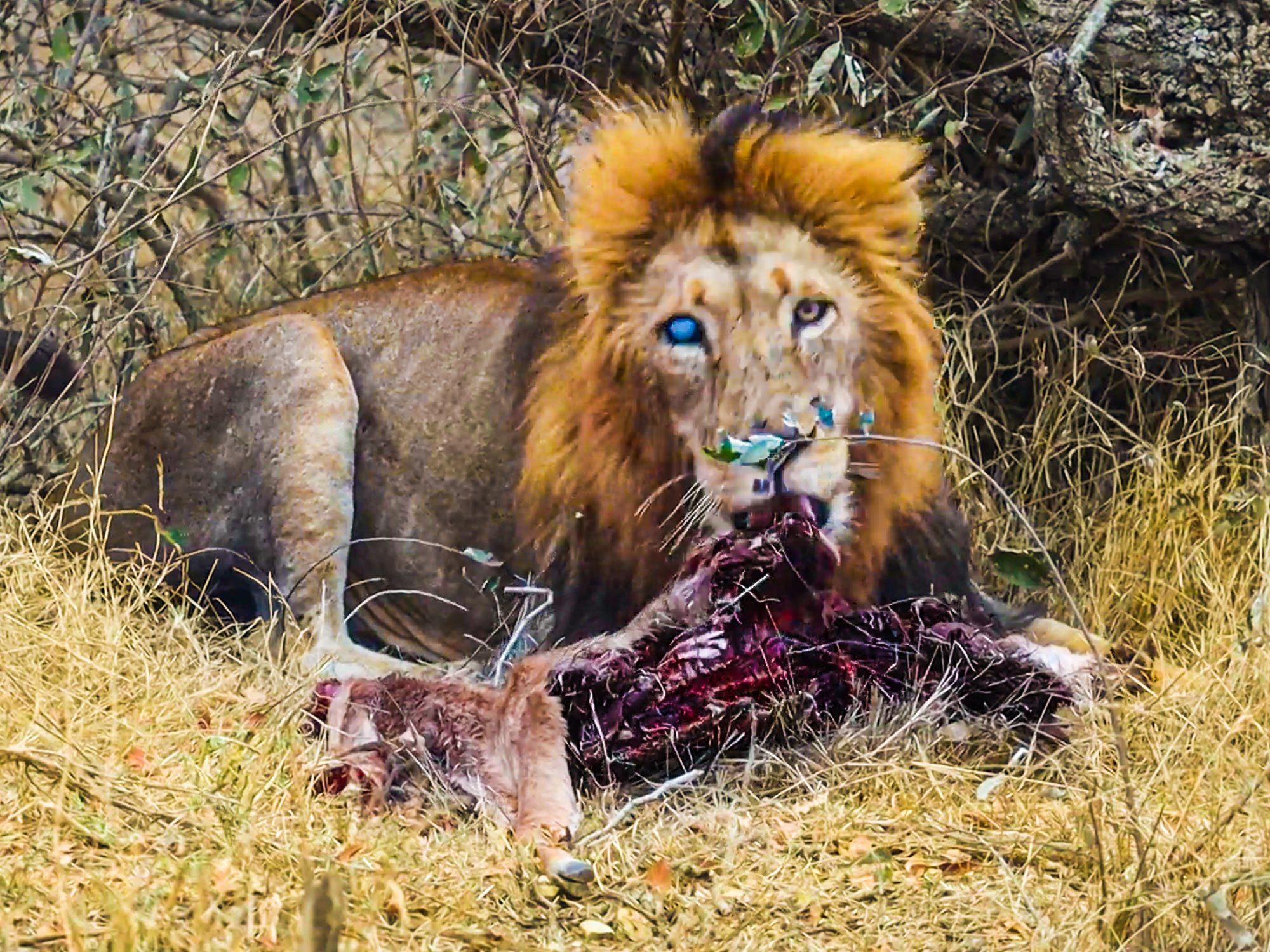 Lion Steals Fresh Kill From Hunting Leopard