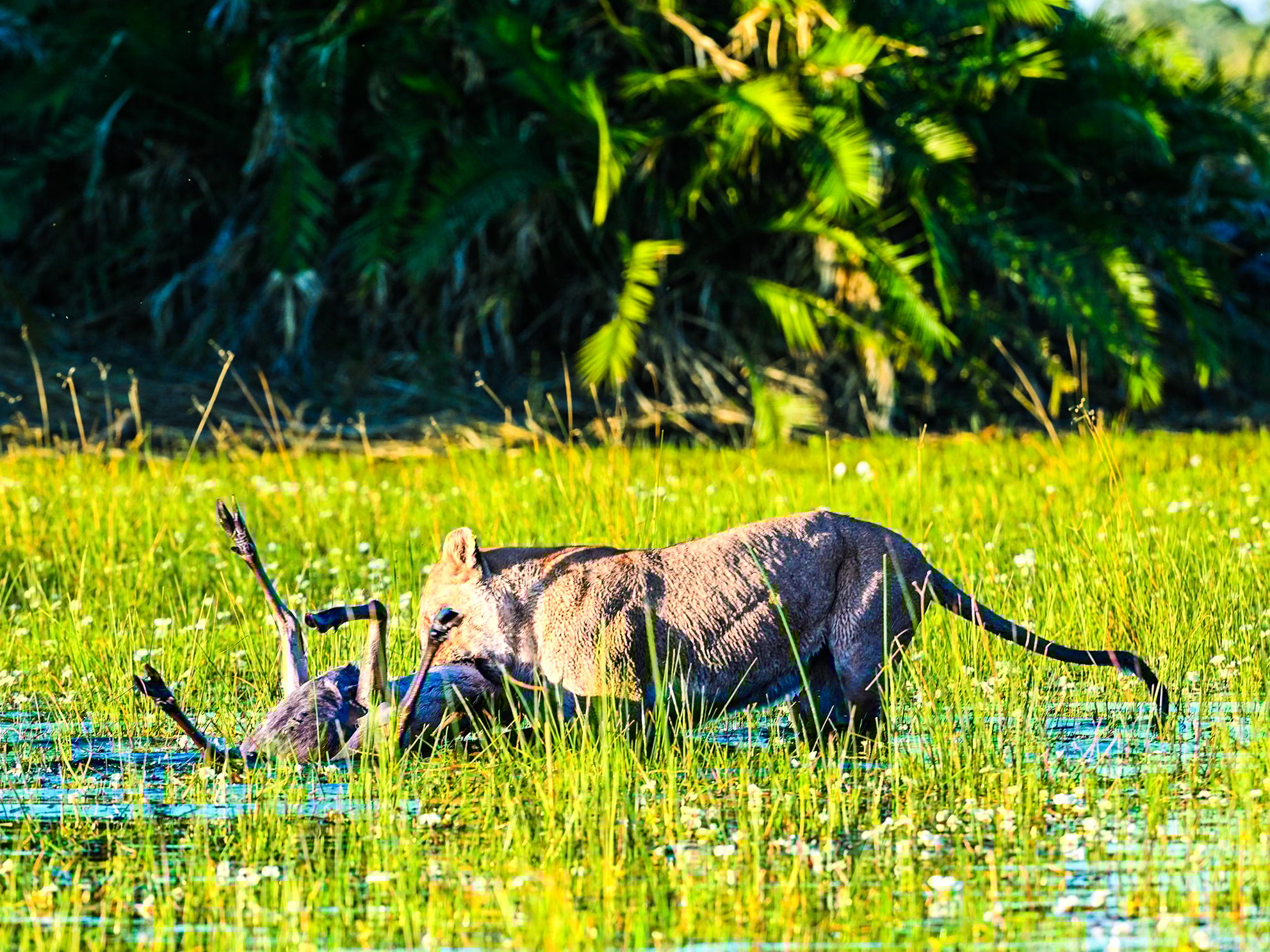 Lioness Snatches Red Lechwe From Nile Crocodile
