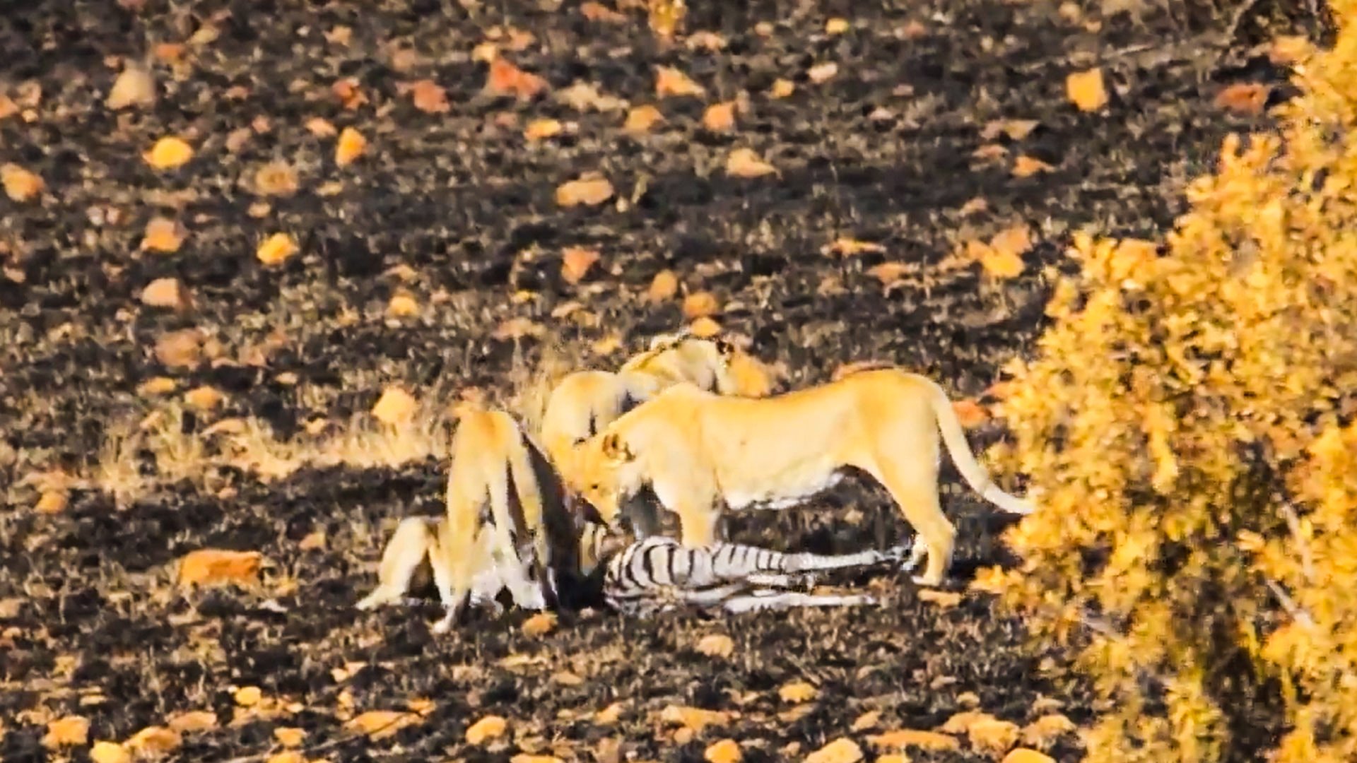 Lions Ambush Injured Zebra With No Mercy