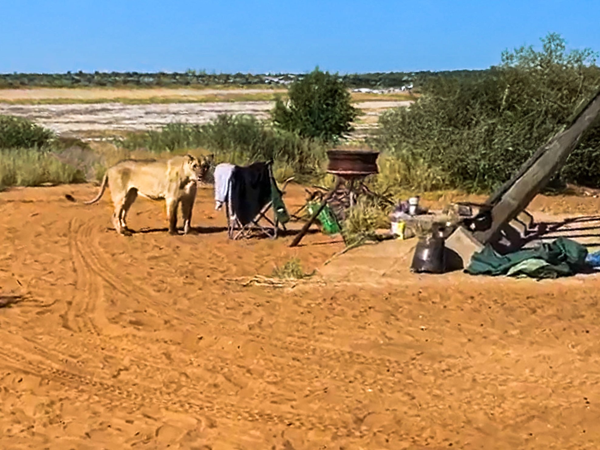 Lions Raid Safari Campsite For Easy Meal