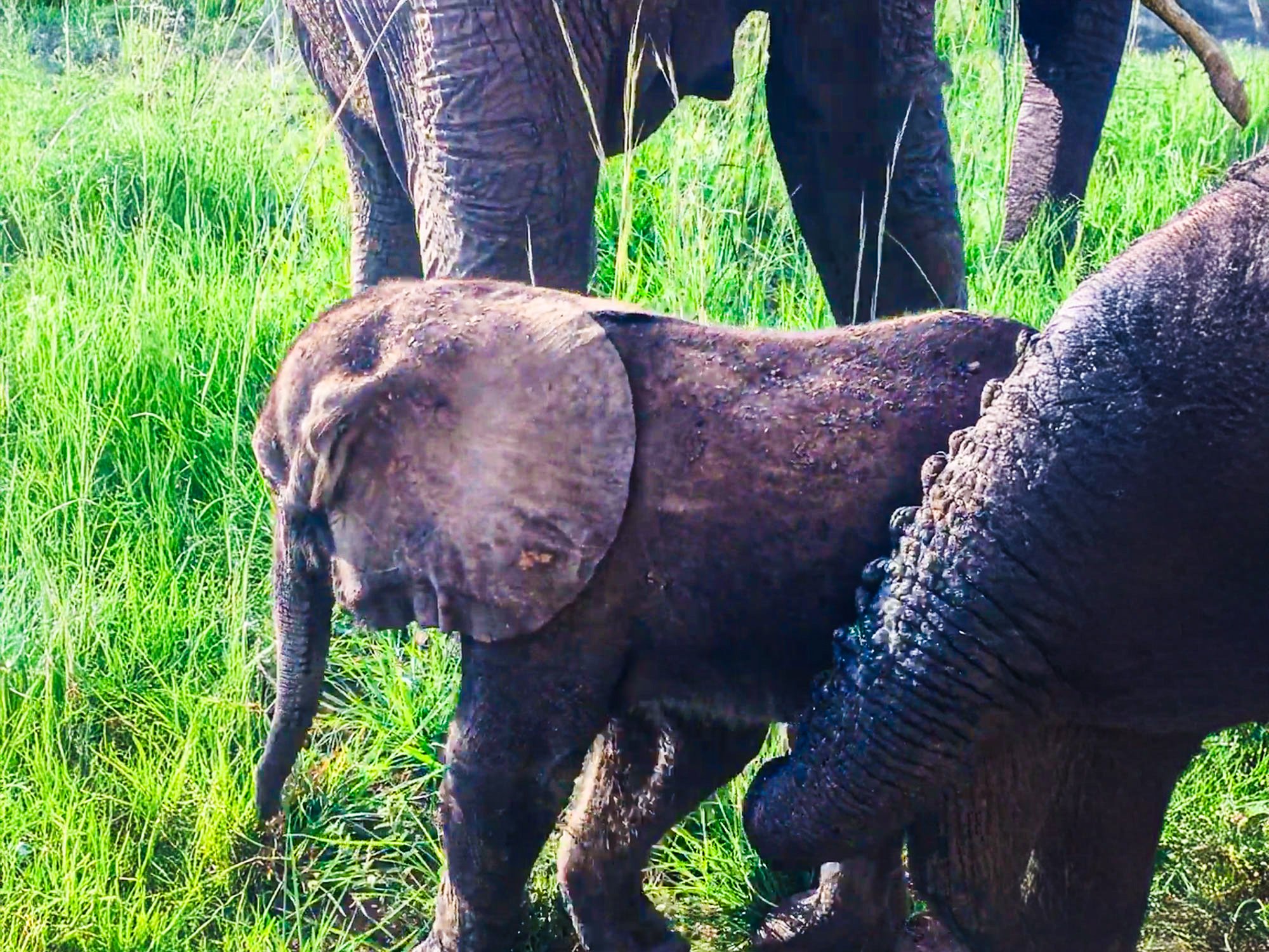 Mama Elephant Protects Baby From Safari Car
