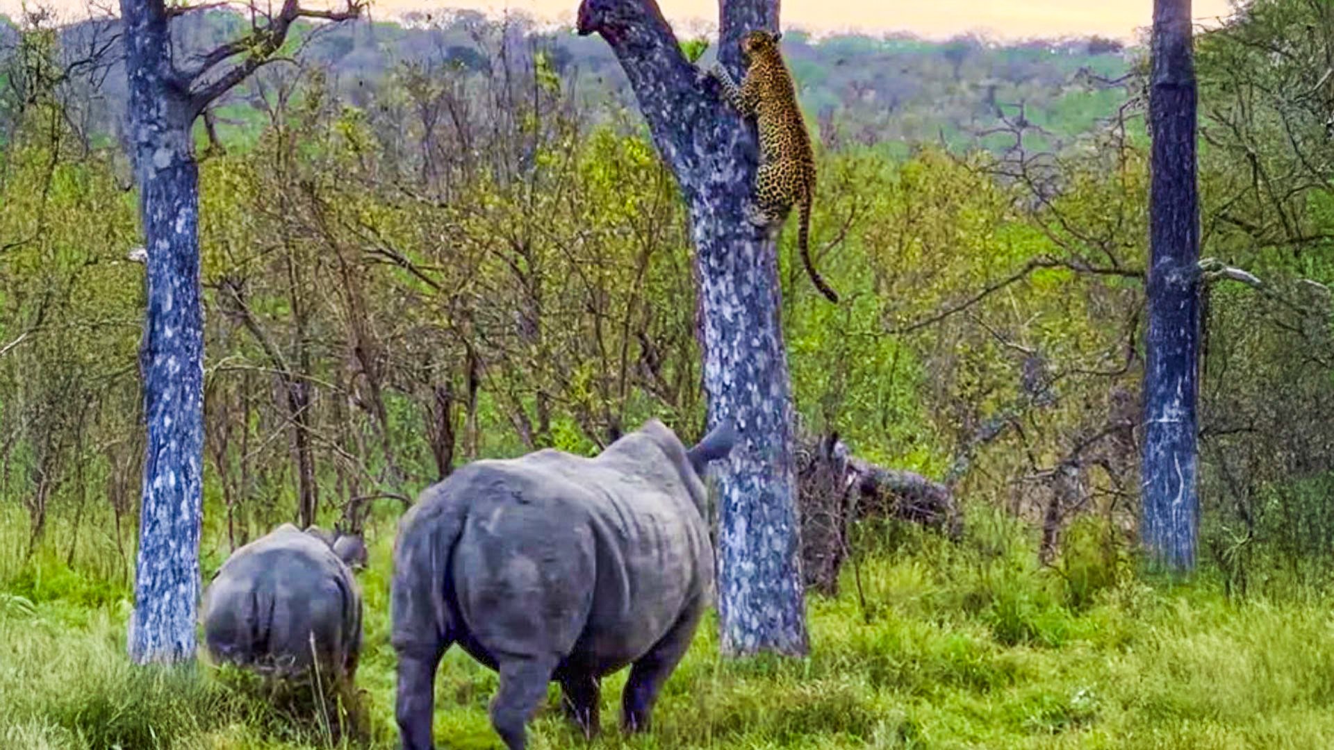 Rhinos Force Leopard to Flee Up Tree