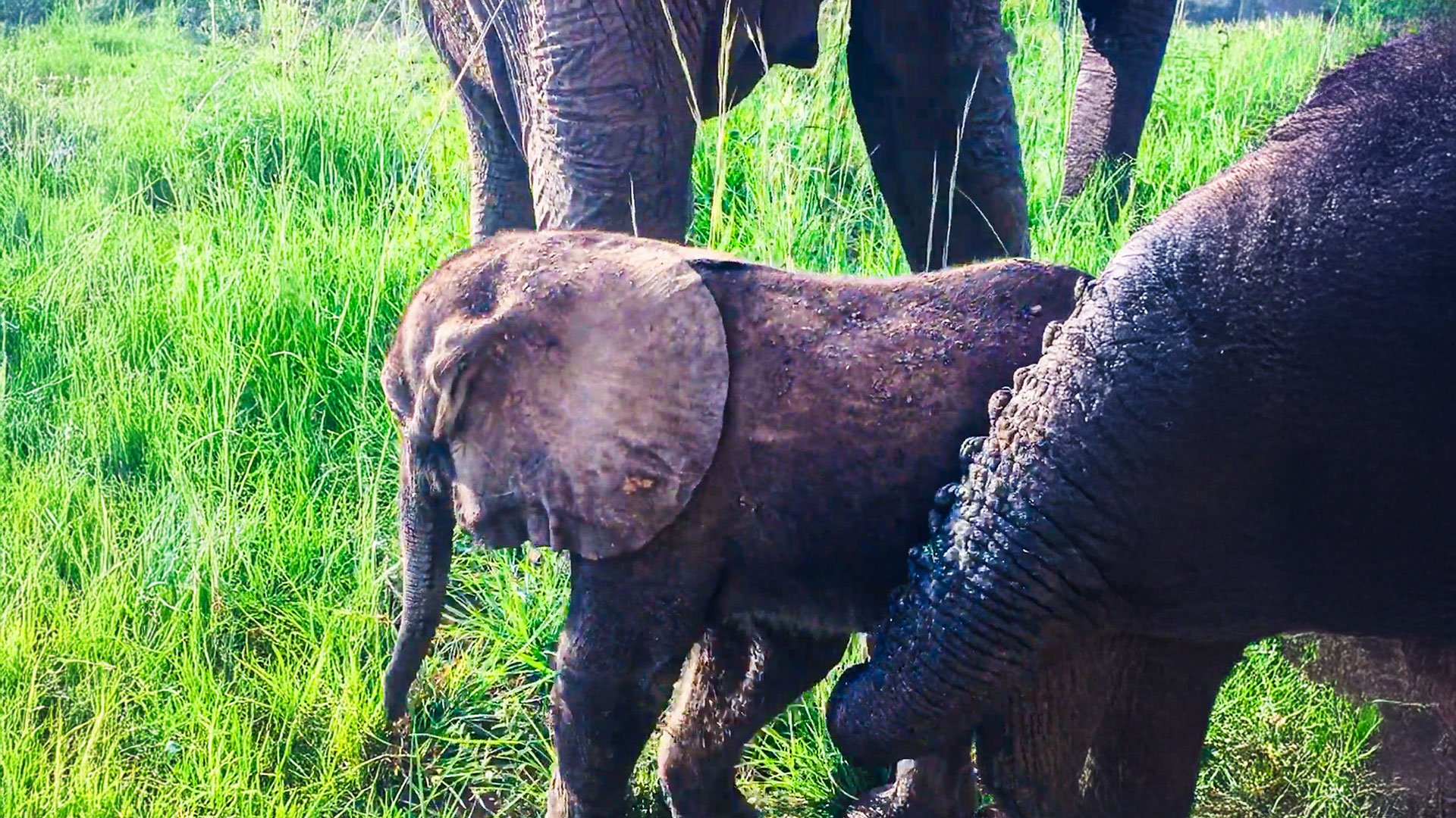 See Elephant Mom Protect Baby From Jeep