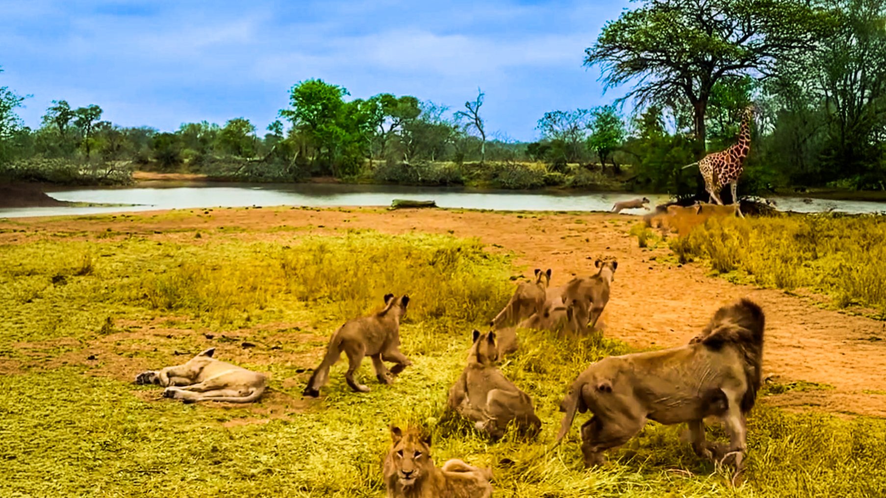 See Giraffe Outsmart 25 Hungry Lions