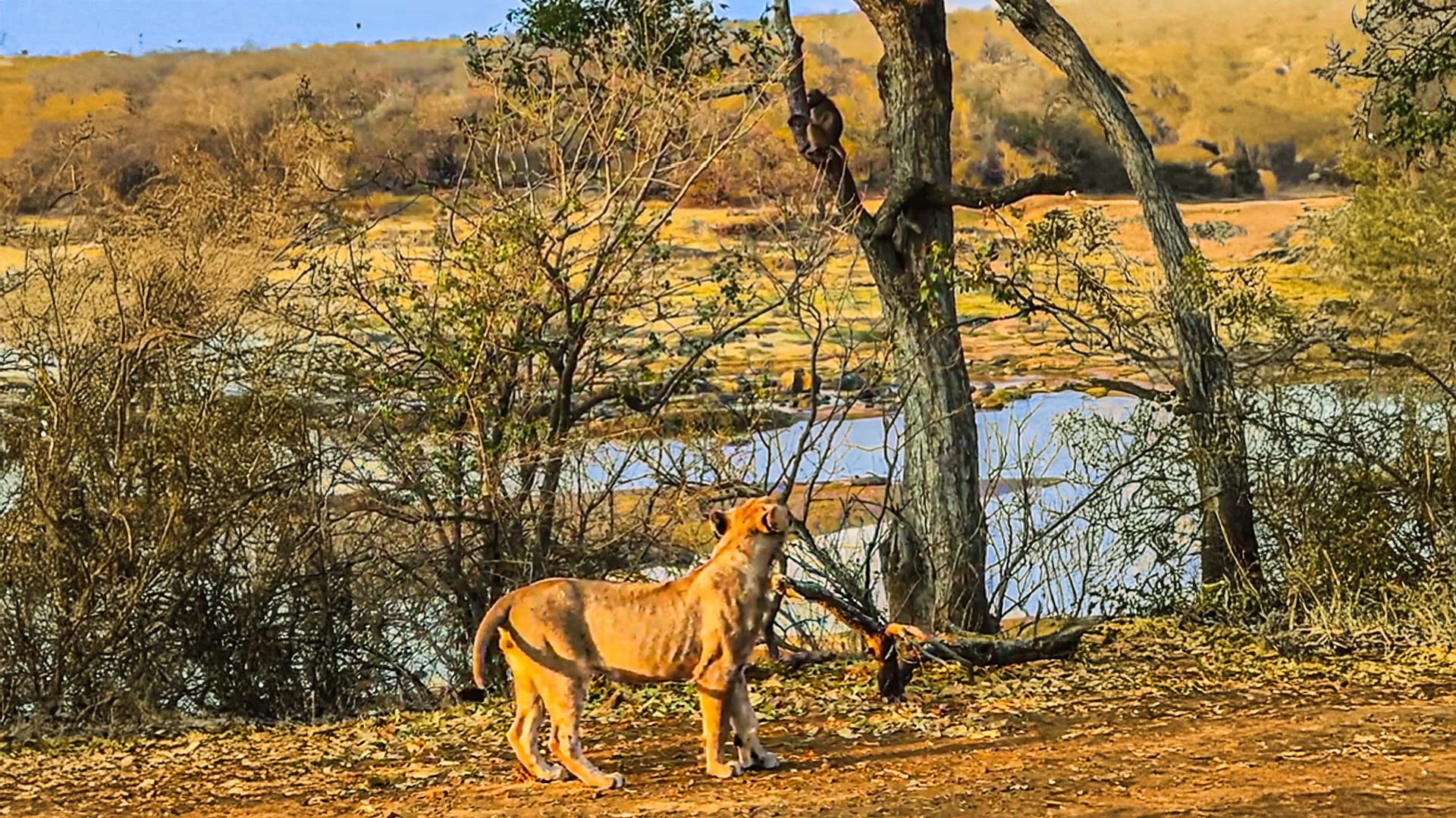 See Lion Roar Back At Mocking Baboons