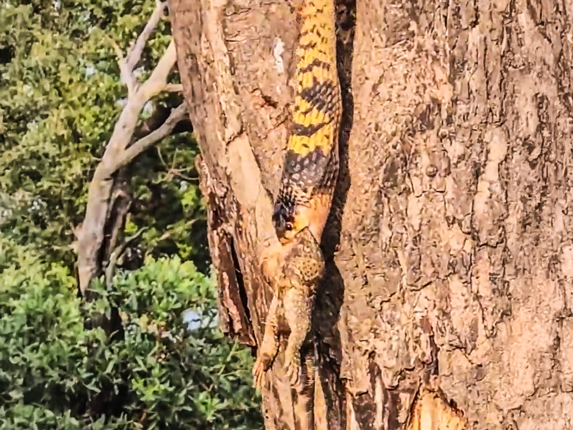 Snouted Cobra Devours Lizard Whole