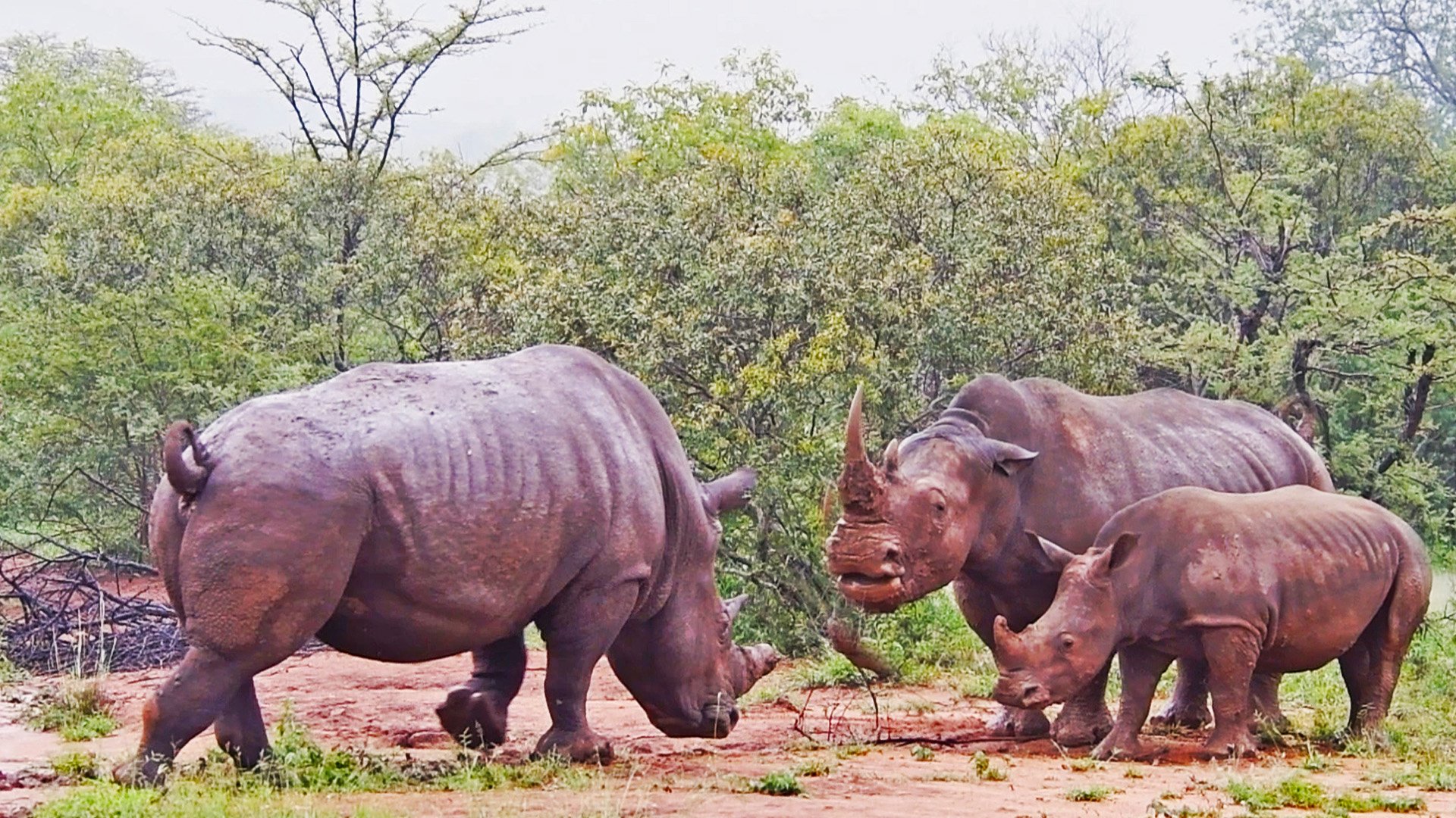 Mother Rhino Charges Bull to Protect Baby 