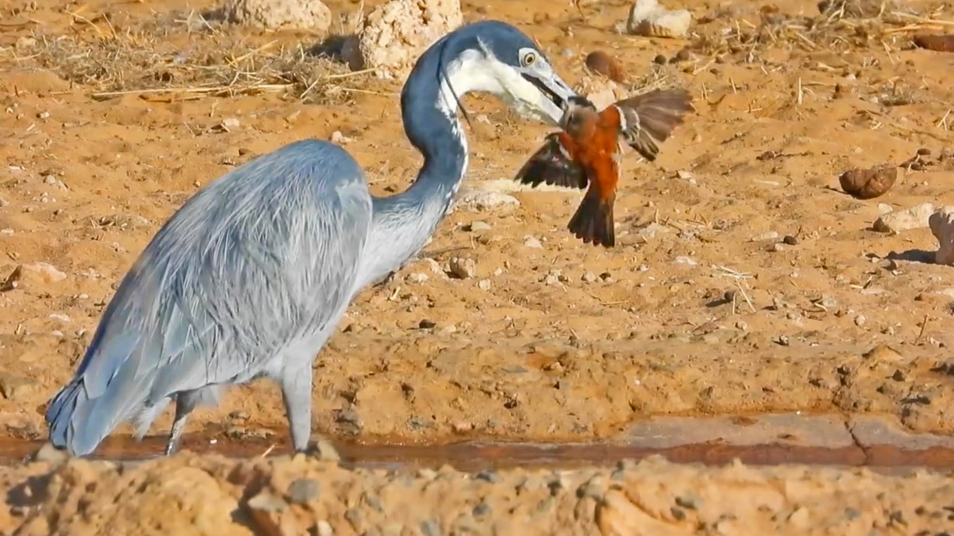 Heron Catches And Swallows Three Birds Alive