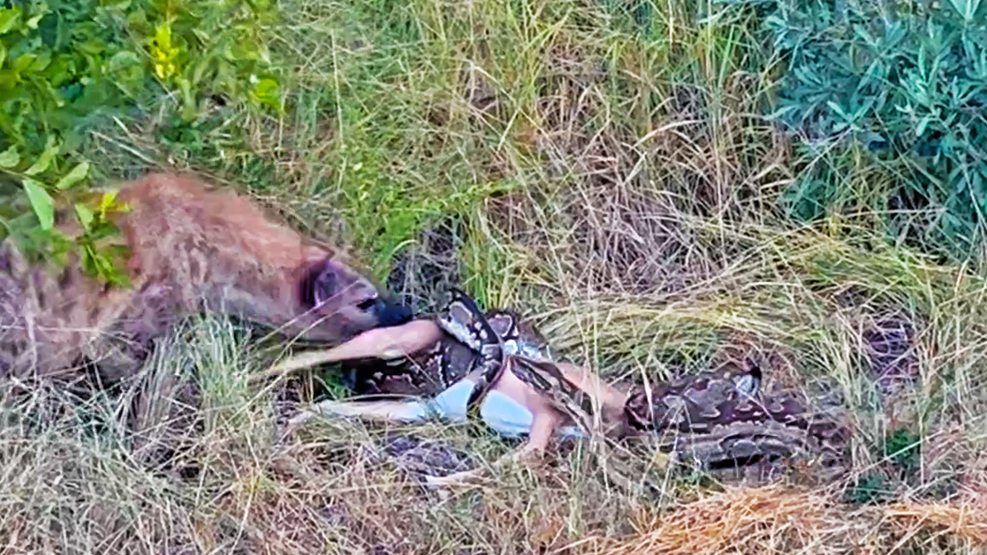Python Fights Hyena Over Stolen Kill