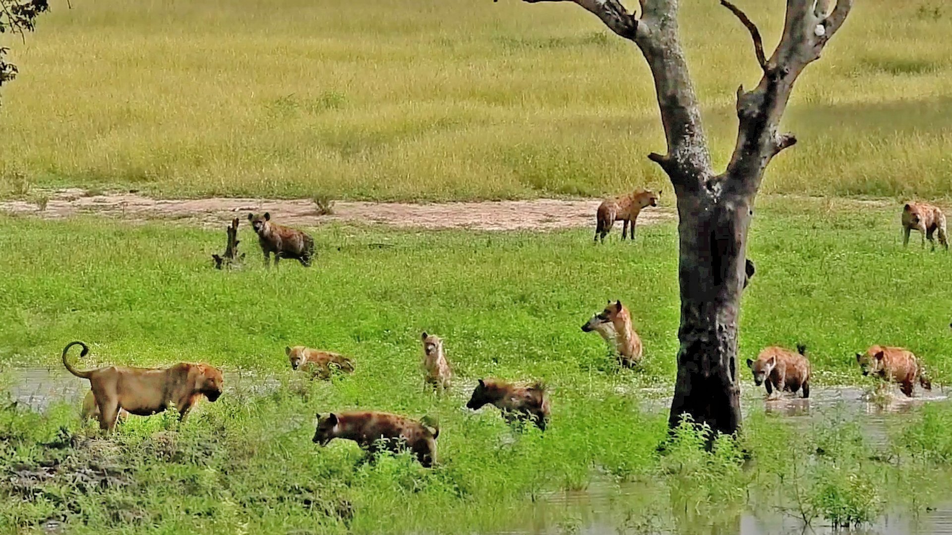 Hyenas Gang Up On Lions
