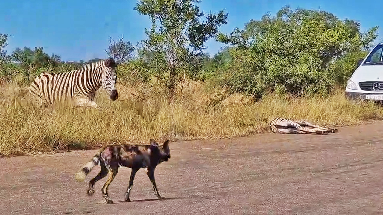 Heartbroken Zebra Mother Defends Baby From Dogs 