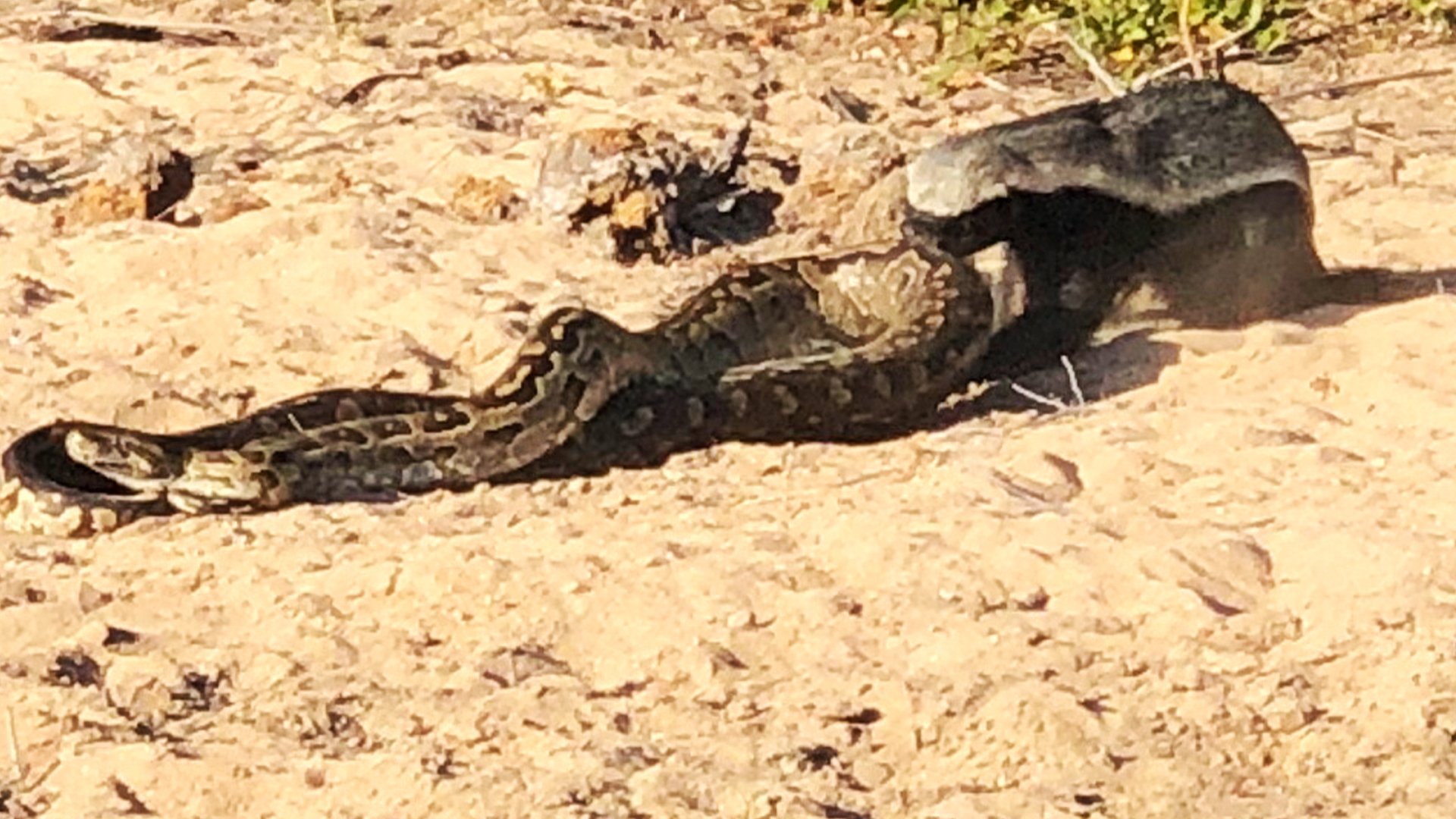 Honey Badger Takes On Massive Python