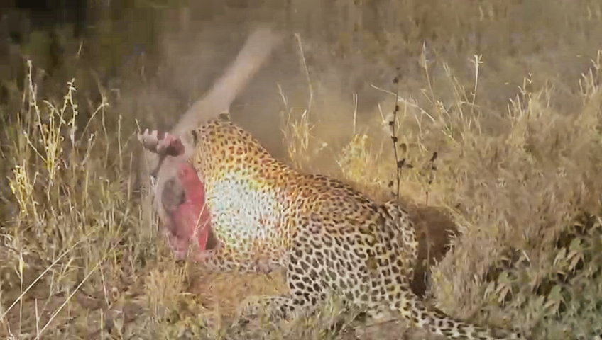 Leopard Kills Aardvark In Rare Night Hunt