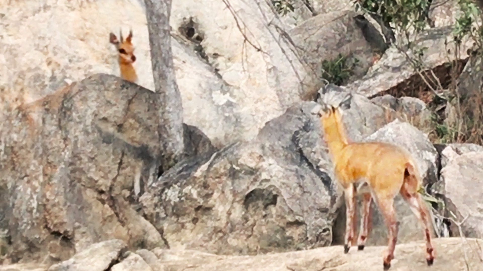 Adorable Klipspringer Couple Plays Hide And Seek