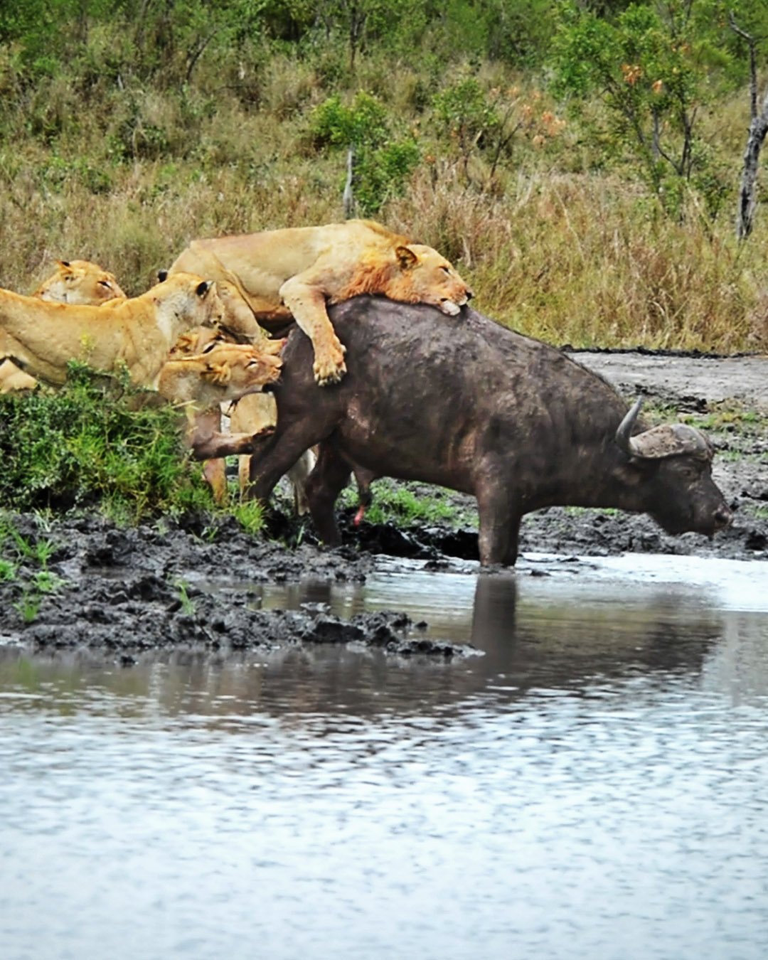 Lions And Buffalo Battle For Life Or Death 
