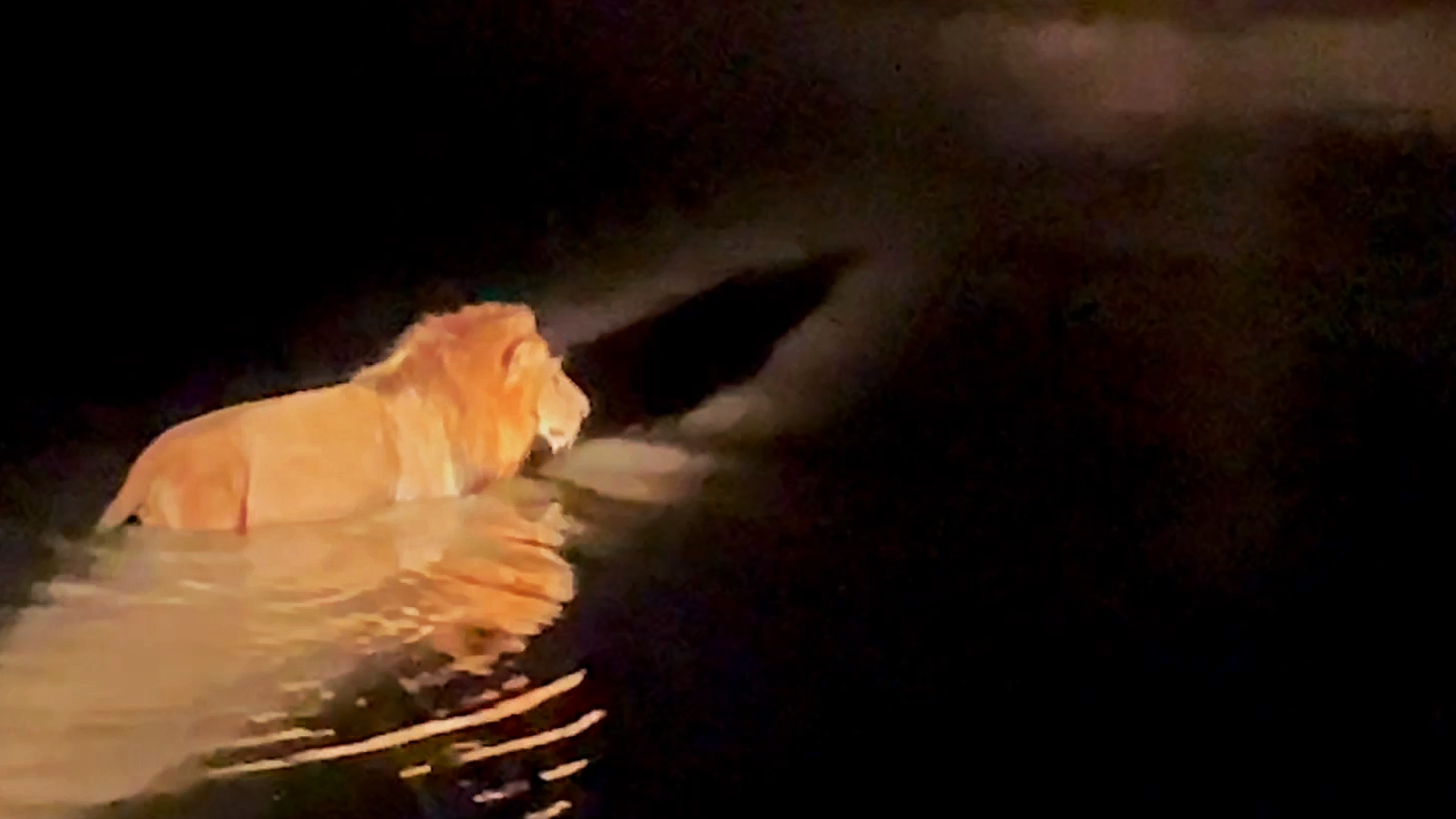 Lion Goes Swimming To Catch Buffalo