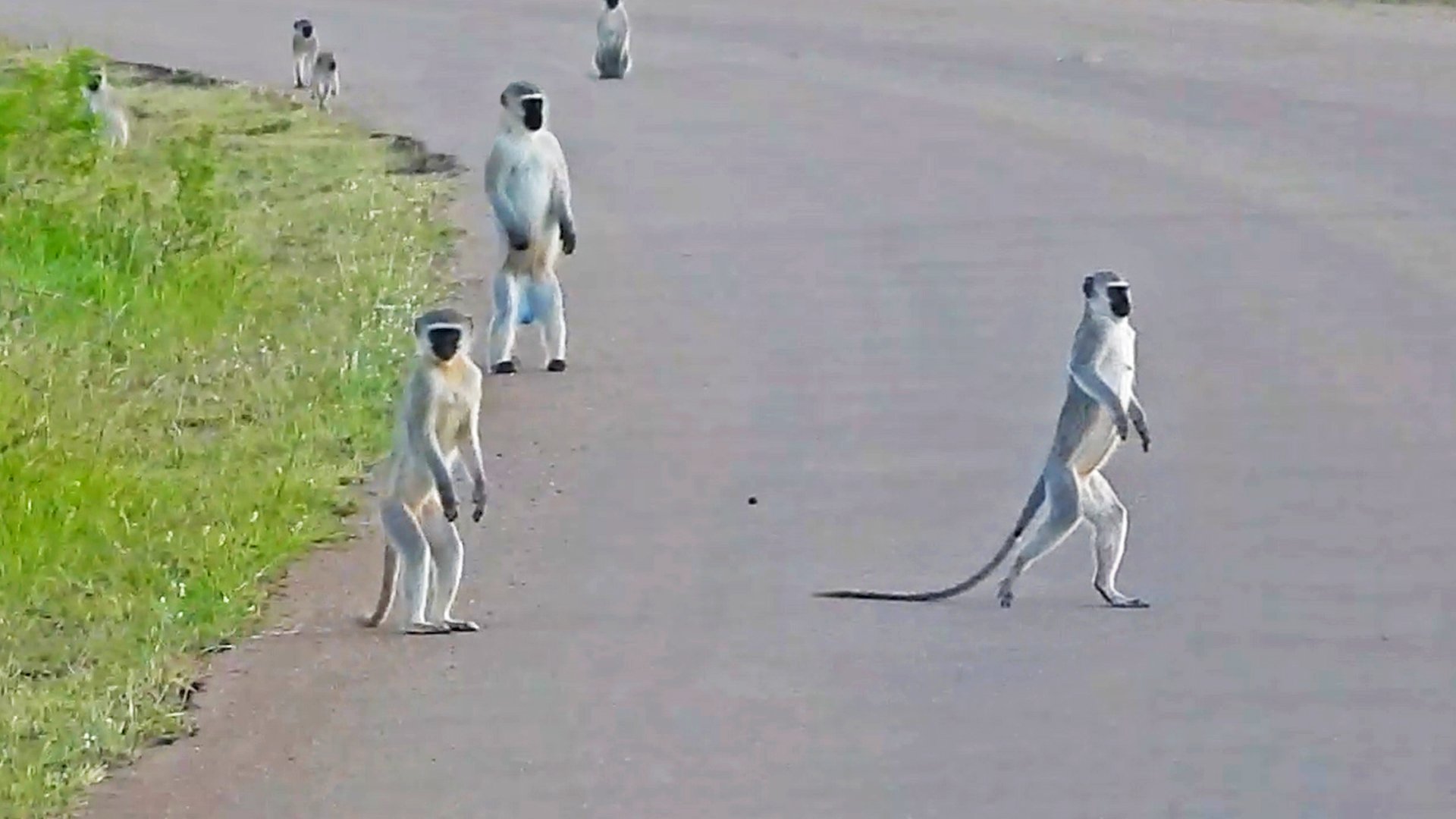 Monkeys Walk Upright To Scan For Danger