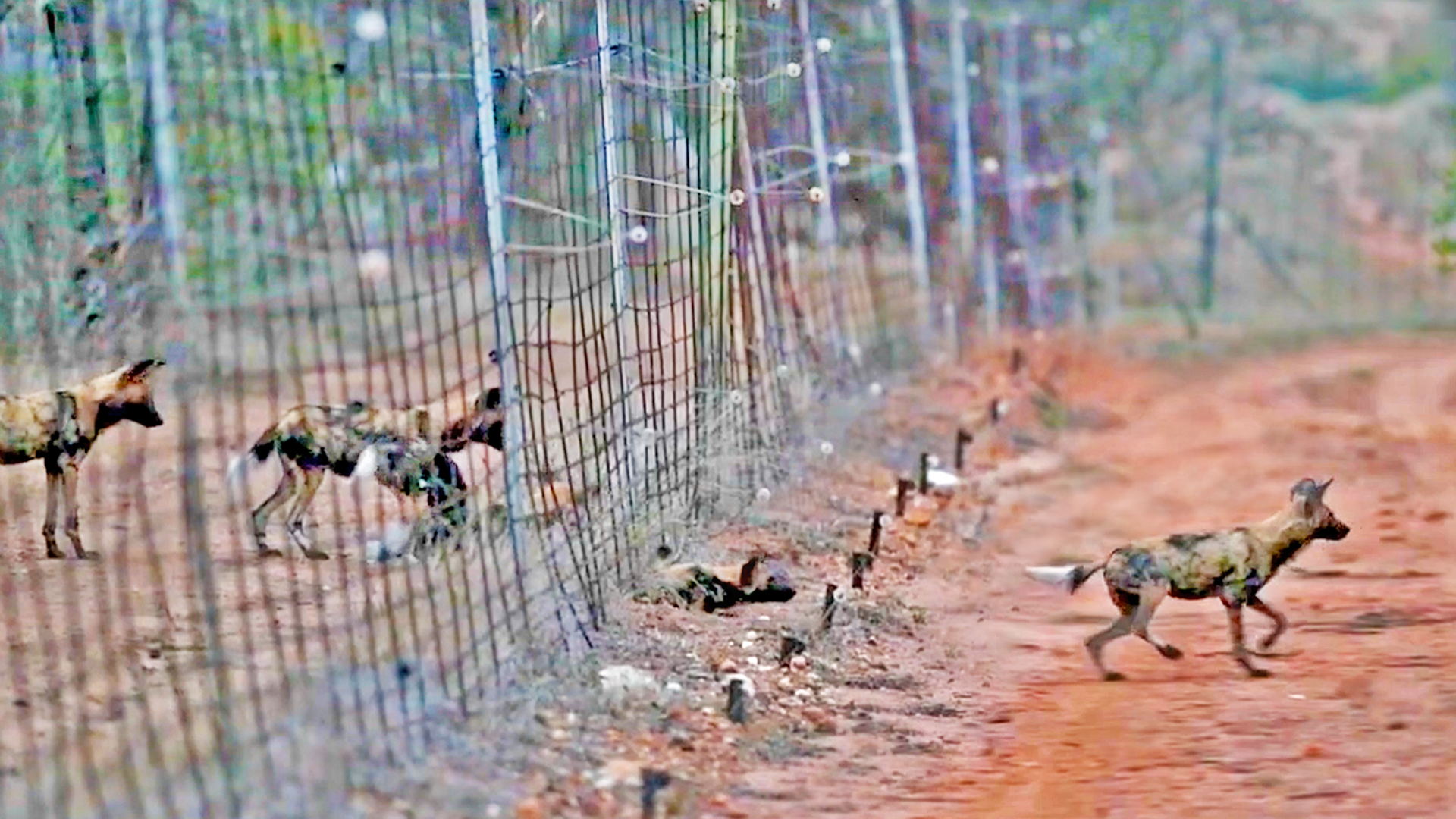 See Wild Dogs Brave Electric Fence