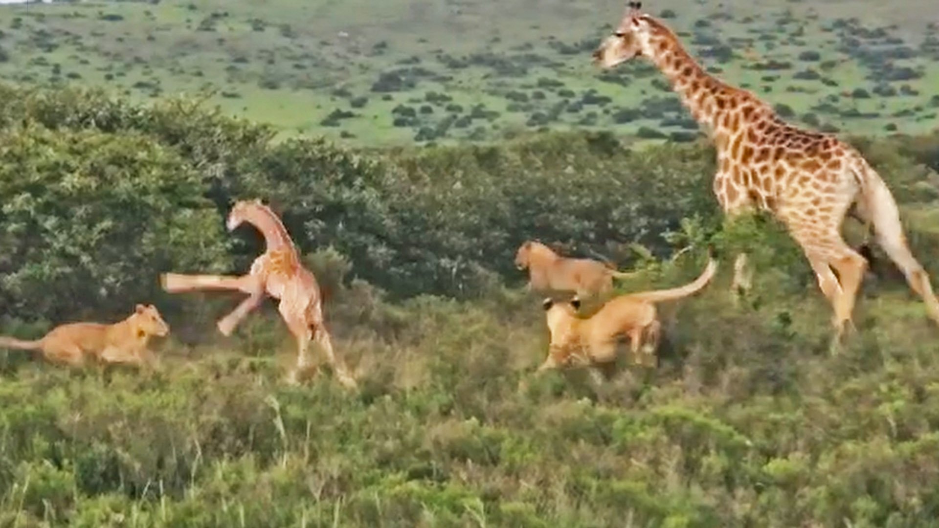 Baby Giraffe Fights Off Attacking Lions