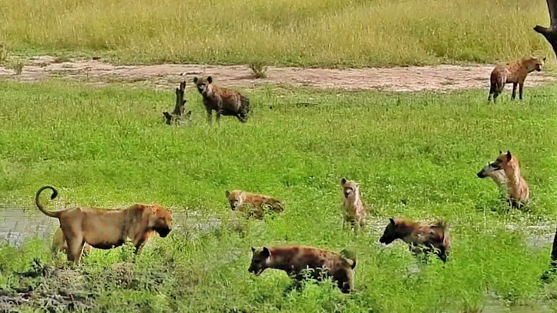 Hyenas Gang Up On Solitary Lion