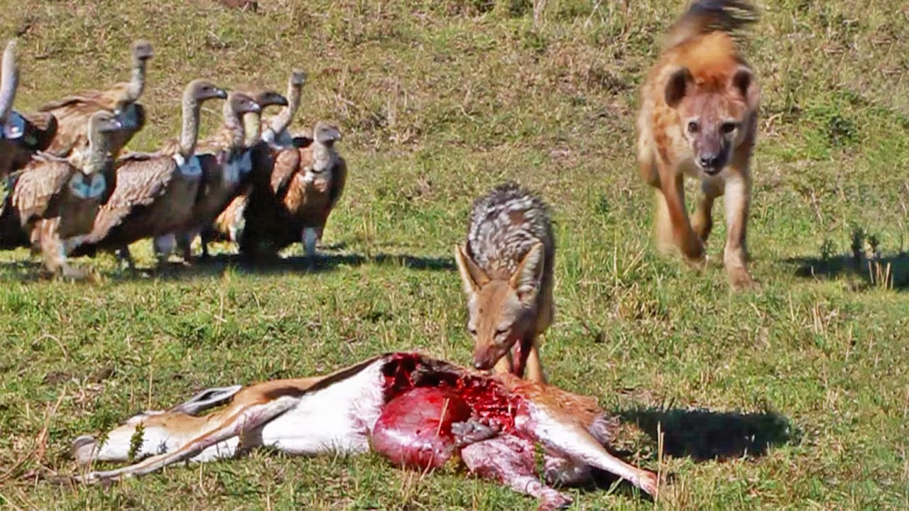 Vultures Watch Hyena Steal Buck From Jackal