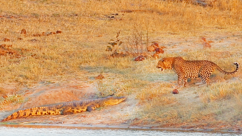 See Leopard And Crocodile Lock Eyes