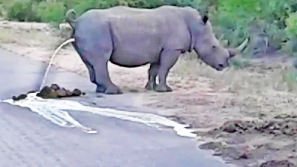 Rhino Floods Road With Massive Pee