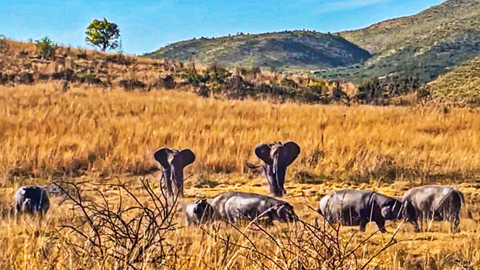 Two Elephants Chase Off Five Hippos