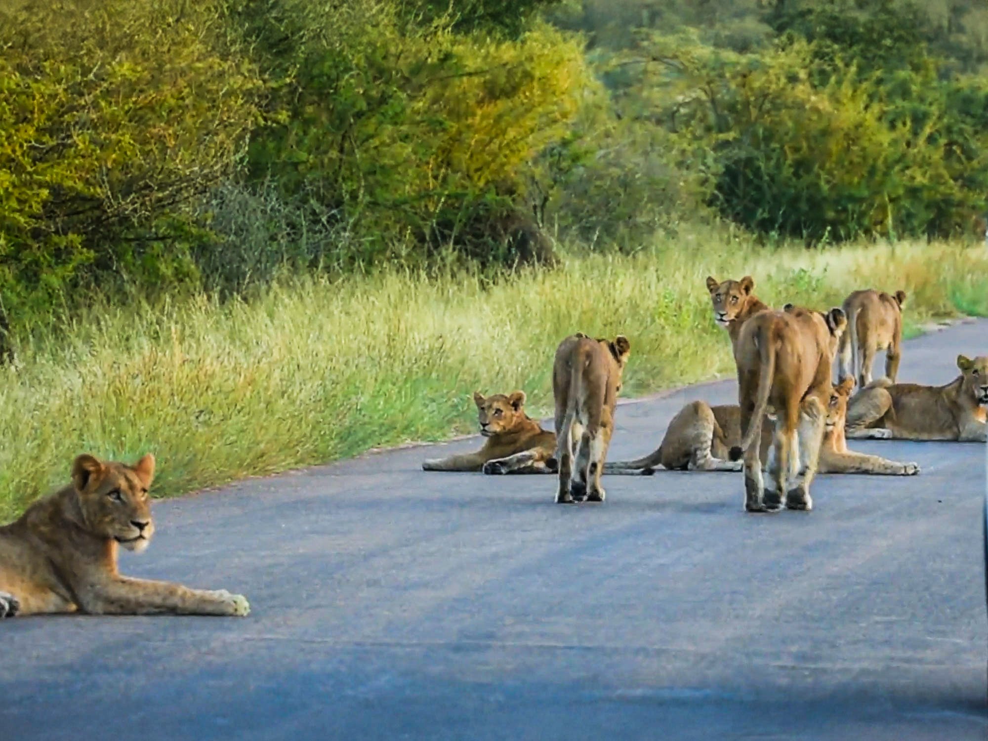 Two Lion Prides Meet On Safari Road